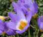 Species Crocus Tricolor, SNOW CROCUS BULBS, bloom spring - Caribbean garden seed