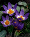 Species Crocus Tricolor, SNOW CROCUS BULBS, bloom spring - Caribbean garden seed