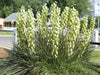 Soapweed Yucca Seeds ,(Yucca glauca) Succulent- Perennial evergreen - Caribbean garden seed
