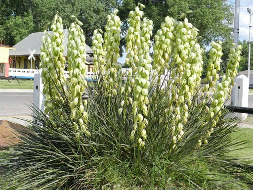 Soapweed Yucca Seeds ,(Yucca glauca) Succulent- Perennial evergreen - Caribbean garden seed