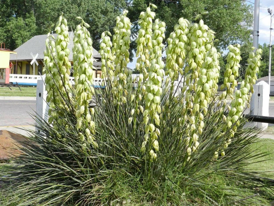 Soapweed Yucca Seeds ,(Yucca glauca) Succulent- Perennial evergreen - Caribbean garden seed