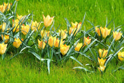 Species Tulip Bulb ,batalinii bright gem ,woodland tulip,PERENNIAL - Caribbean garden seed