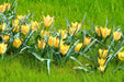 Species Tulip Bulb ,batalinii bright gem ,woodland tulip,PERENNIAL - Caribbean garden seed