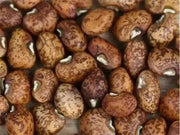 Speckled Purplehull ,Southern Peas - Caribbean garden seed