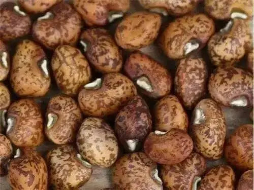 Speckled Purplehull ,Southern Peas - Caribbean garden seed