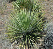 Soapweed Yucca Seeds ,(Yucca glauca) Succulent- Perennial evergreen - Caribbean garden seed