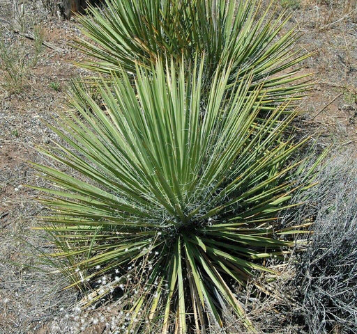 Soapweed Yucca Seeds ,(Yucca glauca) Succulent- Perennial evergreen - Caribbean garden seed