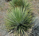 Soapweed Yucca Seeds ,(Yucca glauca) Succulent- Perennial evergreen - Caribbean garden seed
