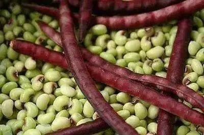 Speckled Purplehull ,Southern Peas - Caribbean garden seed