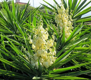 Soapweed Yucca Seeds ,(Yucca glauca) Succulent- Perennial evergreen - Caribbean garden seed