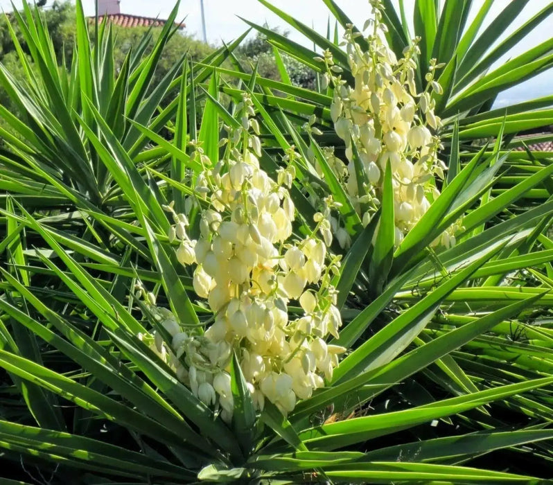Soapweed Yucca Seeds ,(Yucca glauca) Succulent- Perennial evergreen - Caribbean garden seed