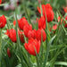 Species Tulip bulbs, 'Red Hunter' PERENNIAL FLOWERS - Caribbean garden seed