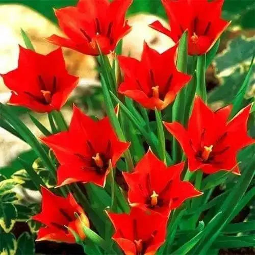 Species Tulip bulbs, 'Red Hunter' PERENNIAL FLOWERS - Caribbean garden seed
