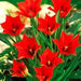 Species Tulip bulbs, 'Red Hunter' PERENNIAL FLOWERS - Caribbean garden seed