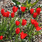 Species Tulip bulbs, 'Red Hunter' PERENNIAL FLOWERS - Caribbean garden seed