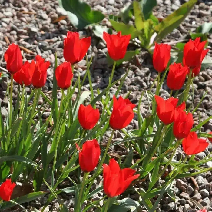 Species Tulip bulbs, 'Red Hunter' PERENNIAL FLOWERS - Caribbean garden seed