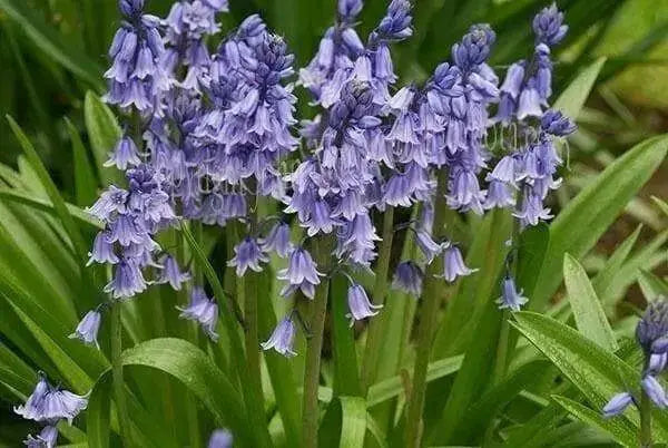 Spanish Bluebells ( BULBS) Wood Hyacinth - Caribbean garden seed