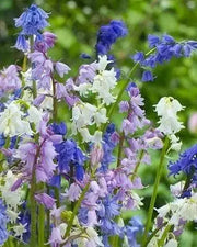 Spanish Bluebells ( BULBS) Wood Hyacinth - Caribbean garden seed