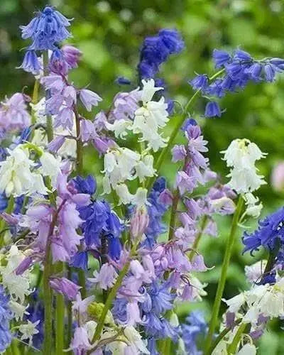 Spanish Bluebells ( BULBS) Wood Hyacinth - Caribbean garden seed