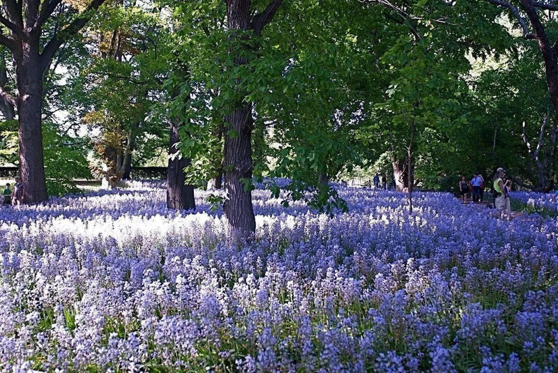 Spanish Bluebells ( BULBS) Wood Hyacinth - Caribbean garden seed