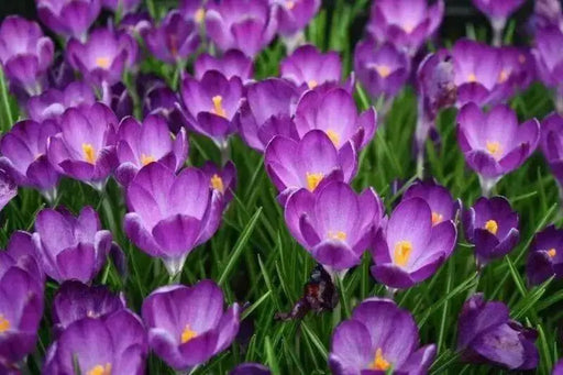SPECIES CROCUS BULBS, PURPLE SNOW CROCUS, ! - Caribbean garden seed