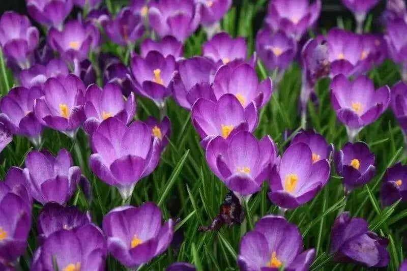 SPECIES CROCUS BULBS, PURPLE SNOW CROCUS, ! - Caribbean garden seed
