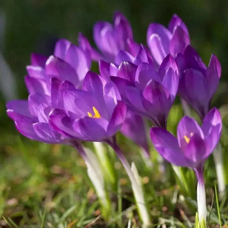 SPECIES CROCUS BULBS, PURPLE SNOW CROCUS, ! - Caribbean garden seed