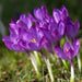SPECIES CROCUS BULBS, PURPLE SNOW CROCUS, ! - Caribbean garden seed