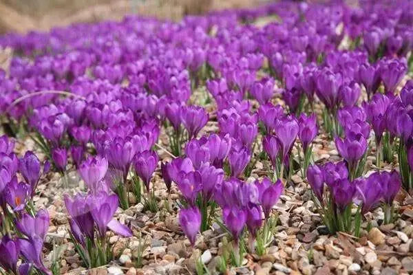 SPECIES CROCUS BULBS, PURPLE SNOW CROCUS, ! - Caribbean garden seed