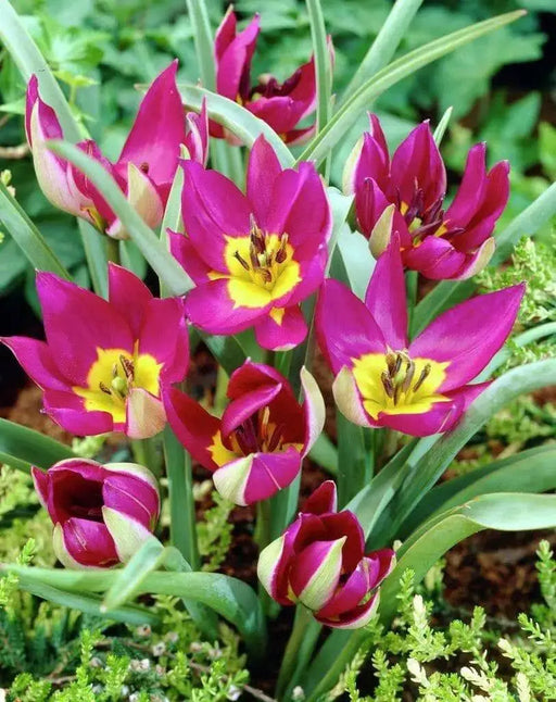 Species Tulip bulbs,  Persian Pearl" cheerful flower, - Caribbean garden seed