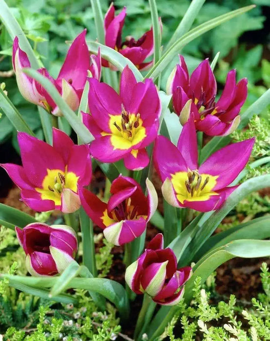 Species Tulip bulbs,  Persian Pearl" cheerful flower, - Caribbean garden seed