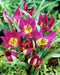 Species Tulip bulbs,  Persian Pearl" cheerful flower, - Caribbean garden seed