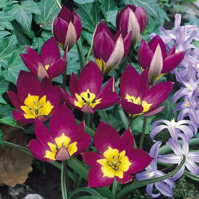 Species Tulip bulbs,  Persian Pearl" cheerful flower, - Caribbean garden seed
