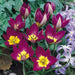 Species Tulip bulbs,  Persian Pearl" cheerful flower, - Caribbean garden seed