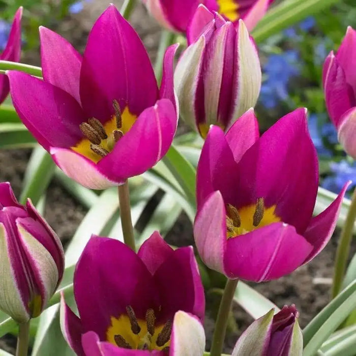 Species Tulip bulbs,  Persian Pearl" cheerful flower, - Caribbean garden seed