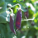 Snow peas- Purple Pods -Beautiful edible podded - Caribbean garden seed