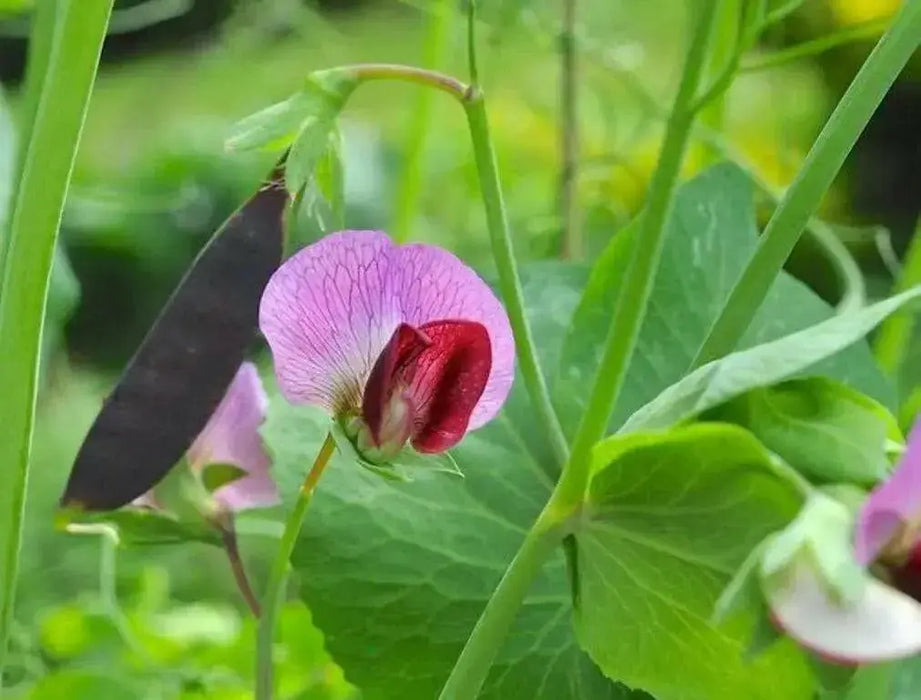 Snow peas- Purple Pods -Beautiful edible podded - Caribbean garden seed