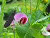 Snow peas- Purple Pods -Beautiful edible podded - Caribbean garden seed