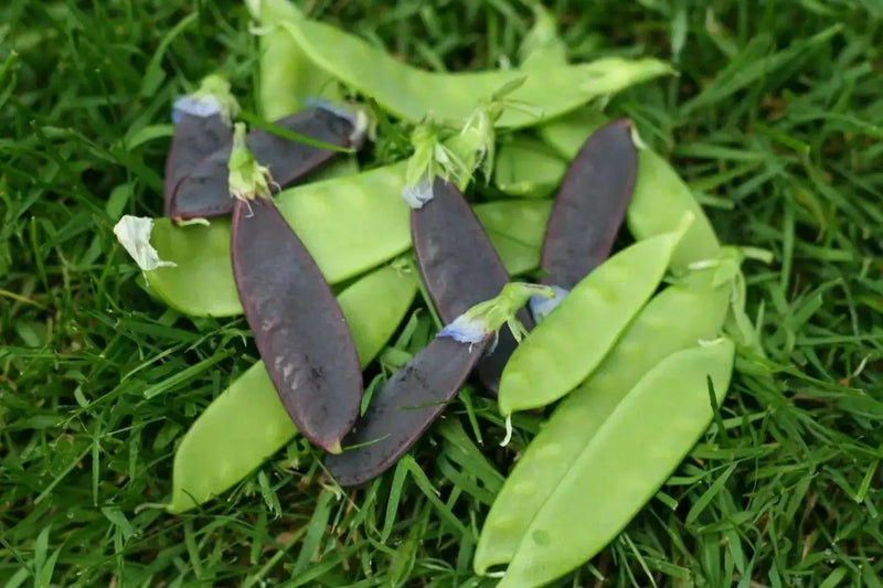Snow peas- Purple Pods -Beautiful edible podded - Caribbean garden seed