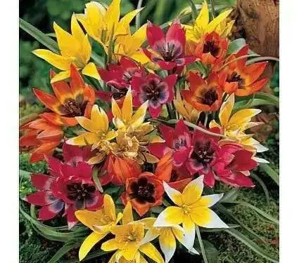 Species Tulip bulbs, 'Mixed' PERENNIAL FLOWERS - Caribbean garden seed