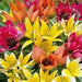 Species Tulip bulbs, 'Mixed' PERENNIAL FLOWERS - Caribbean garden seed