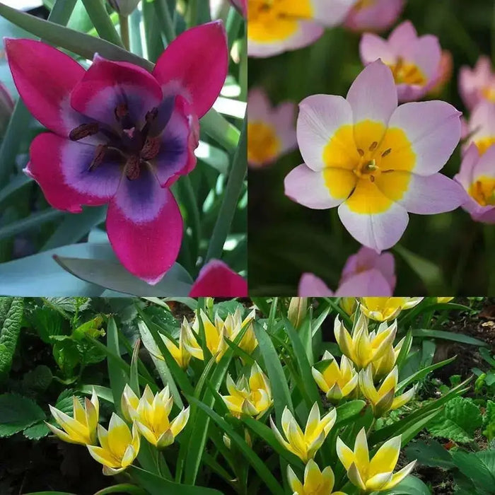 Species Tulip bulbs, 'Mixed' PERENNIAL FLOWERS - Caribbean garden seed