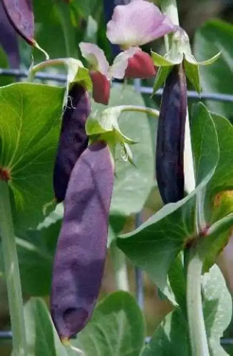 Snow peas- Purple Pods -Beautiful edible podded - Caribbean garden seed