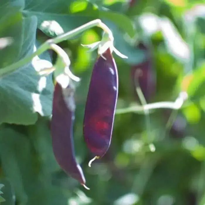 Snow peas- Purple Pods -Beautiful edible podded - Caribbean garden seed