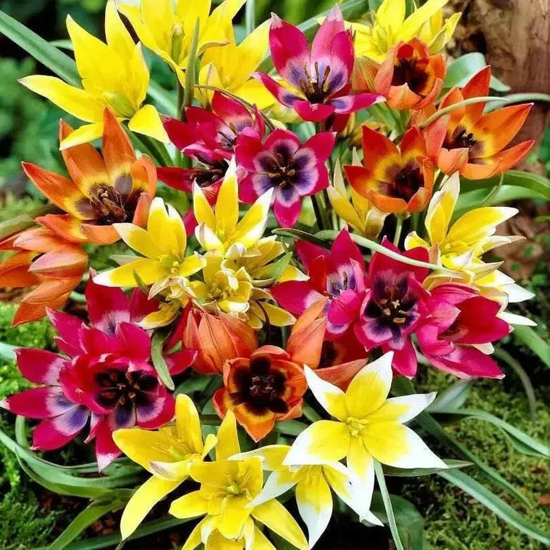 Species Tulip bulbs, 'Mixed' PERENNIAL FLOWERS - Caribbean garden seed