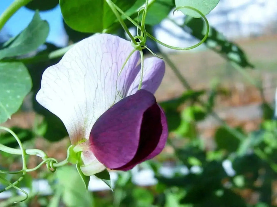 Snow peas- Purple Pods -Beautiful edible podded - Caribbean garden seed