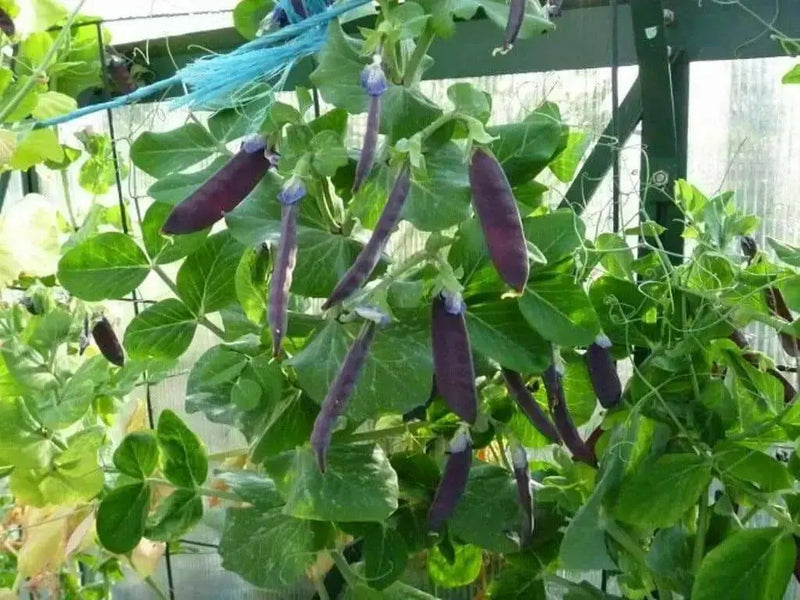 Snow peas- Purple Pods -Beautiful edible podded - Caribbean garden seed