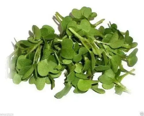 Spicy Brown Seed (Brassica juncea) Grow Year round, 5 days, Mustard Microgreen.