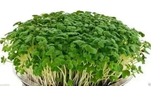 Spicy Brown Seed (Brassica juncea) Grow Year round, 5 days, Mustard Microgreen.