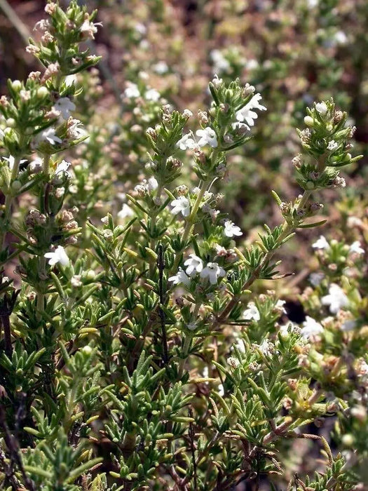 Spanish Thyme Seeds (,THYMUS zygis) Organic Perennial Herb - Caribbean garden seed